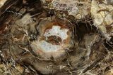 Colorful Petrified Wood (Araucaria) Round - Madagascar #325141-1